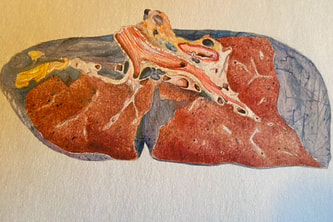 Medical illustration of the liver, watercolor