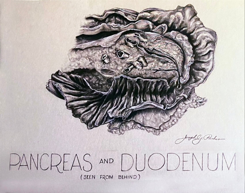 Drawing of pancreas and duodeum